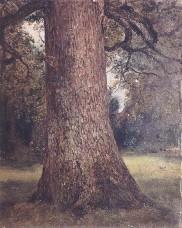 John Constable Study of the trunk of an elm tree Norge oil painting art